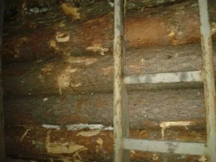 СБУ прекратила хищения древесины с лесхоза на Житомирщине