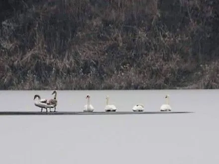 Лебеди покинули водоем в Кропивницком