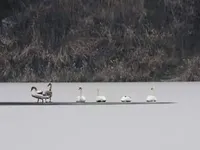 Лебеді залишили водойму в Кропивницькому