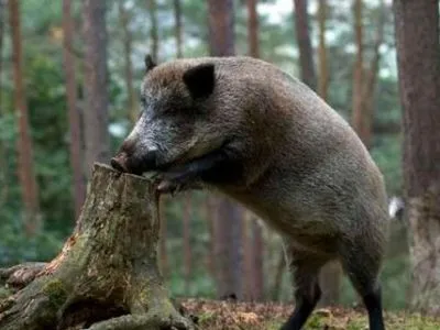 Африканская чума свиней добралась до Черкасской области