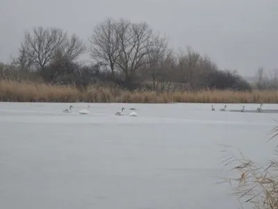 Спасатели в Запорожской области освободили из ледяной ловушки восемь лебедей