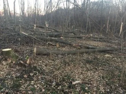 Харківських посадовців запідозрили у незаконній вирубці лісу