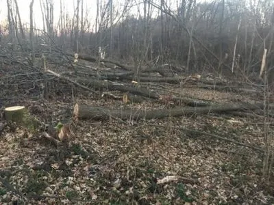 Харьковских чиновников заподозрили в незаконной вырубке леса
