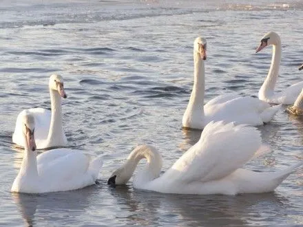 Близько 15 лебедів виявили біля водойми у Кропивницькому