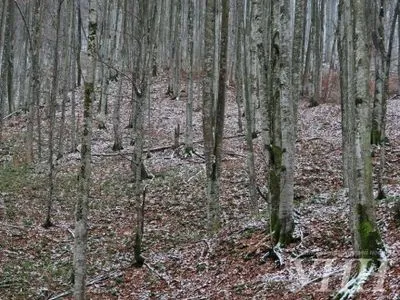 Рабочая группа по проверке законности рубок леса приехала в Закарпатскую область - Г.Москаль
