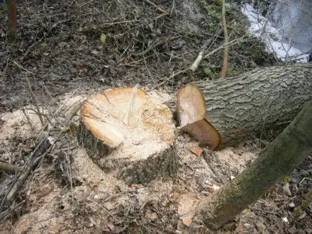 Два населених пункти на Львівщині залишилися без електроенергії через спиляне дерево