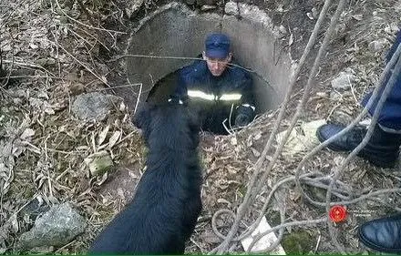 Рятувальники витягнули з двометрового колодязя собаку на Рівненщині