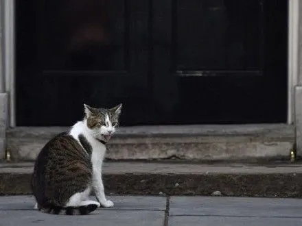 В Британии кот Ларри держит в страхе собак министра финансов