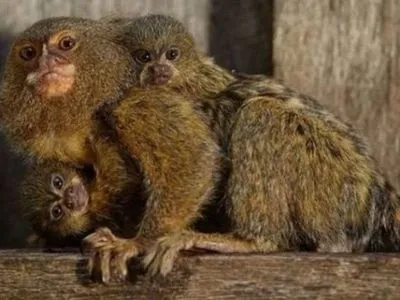 З парку в Австралії викрали карликових мавп