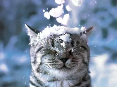 Сегодня киевлян ожидает небольшой снег и гололедица