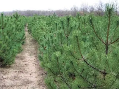 Лесхозы Одесской области намерены продать более 40 тыс. елок