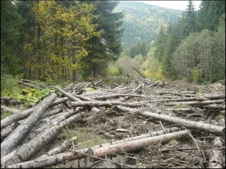 Организованной группе сообщено о подозрении в массовой вырубке леса в Житомирской области
