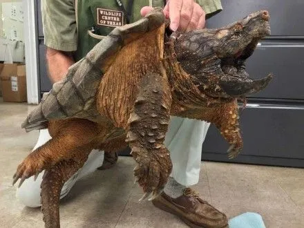 Гігантську грифову черепаху витягнули зі зливної труби