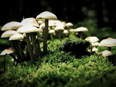 Галлюциногенные грибы помогают онкобольным побороть депрессию - исследование