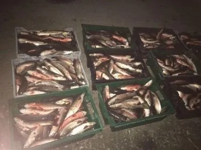 Пограничники обнаружили 8,5 тонн рыбы без документов в Одесской области