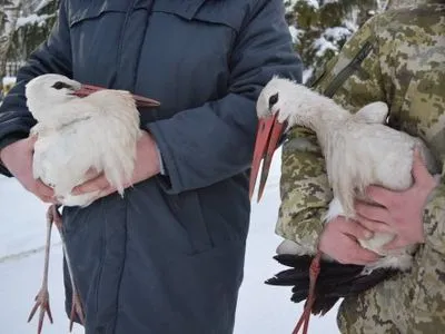 Пограничники спасли двух аистов из снежной ловушки
