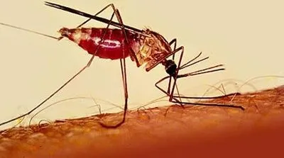 У Харкові у студента з Африки виявили штам малярії