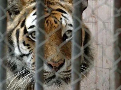 У Миколаївському зоопарку чоловік стрибнув у клітку з тиграми і загинув