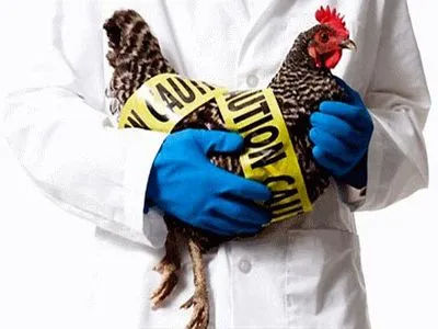 ЕС запретил импорт мяса птицы из Украины из-за гриппа