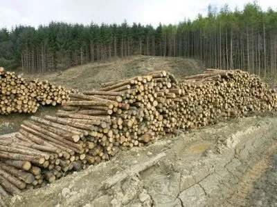 В ЕС объяснили свою позицию относительно моратория на экспорт леса-кругляка