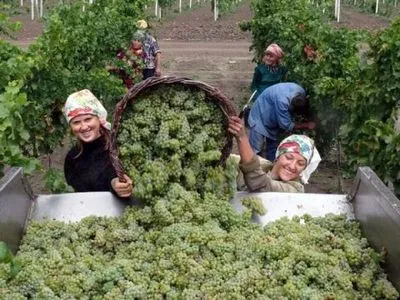 Рекордні 150 тис. тонн винограду зібрали цього року у Дагестані