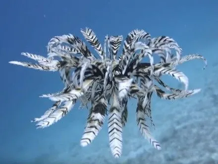 dayver-na-video-zafiksuvav-rukh-morskoyi-liliyi