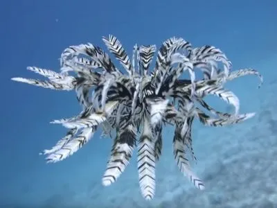 Дайвер на видео зафиксировал движение морской лилии