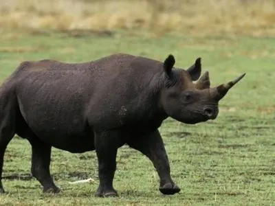 Прем’єр Танзанії дав чиновникам день, щоб знайти зниклого носорога