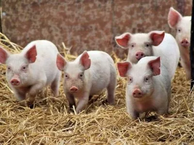 Більше 26 тис. свиней знищили цього року в Україні через АЧС