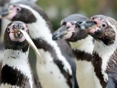 У Канаді розслідують, чому у зоопарку втопились сім пінгвінів