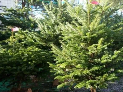 В Гослесагентстве рассказали, сколько украинцам будет стоить новогодняя елка