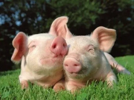 Поголовье свиней сократилось в Украине на 5,5% - Госстатистики