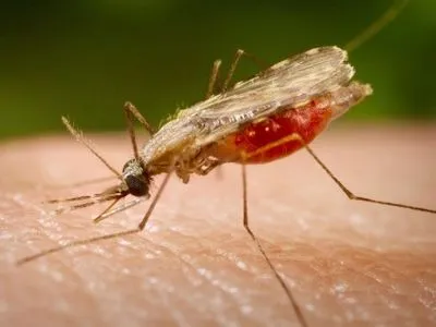 ВООЗ заявила про проблеми контролю захворювання малярією у світі