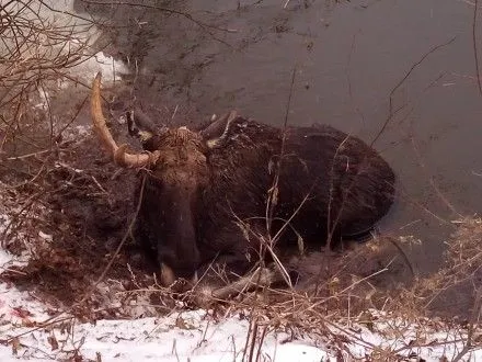 Спасатели в Харьковской области спасли лося из ледяной воды