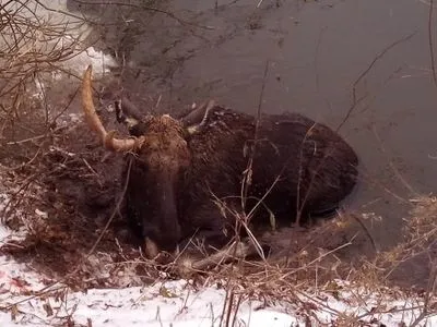 Спасатели в Харьковской области спасли лося из ледяной воды
