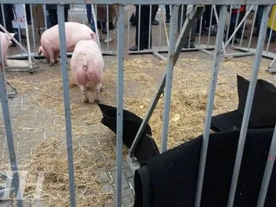 Активисты привели под Кабмин свиней