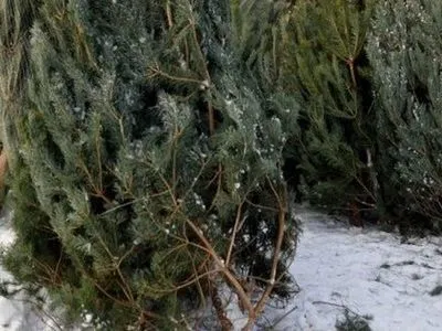 Новогодние елки в Ровно начали продавать по 150-200 гривен