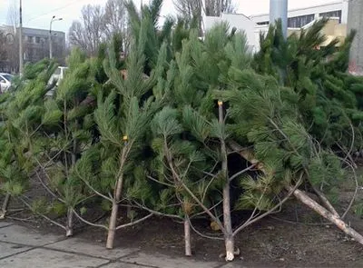 Новогодняя елка будет стоить житомирянам от 35 гривен