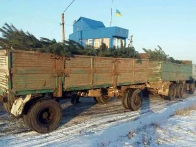 Водій незаконно перевозив понад 100 ялинок на Донеччині
