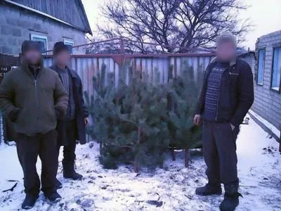 Злоумышленник срубил в лесу 8 елок в Донецкой области