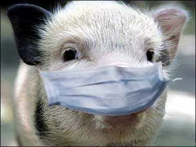 Африканская чума свиней в этом году вышла из-под контроля - А.Лоза