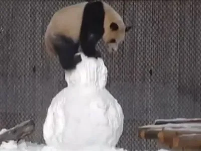 Для панды в зоопарке Торонто слепили снеговика