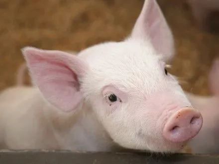 Біобезпека на промислових свинокомплексах не відповідає необхідним вимогам — М.Бабенко