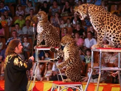 В России начали расследование нападения леопарда на зрительницу в цирке