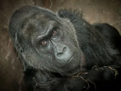 Самой старой горилле мира исполнилось 60 лет