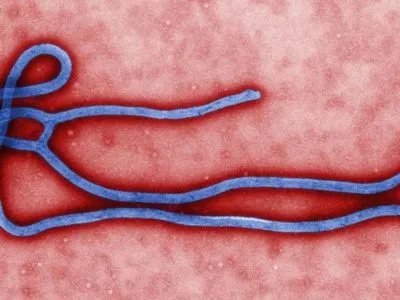 У ВООЗ заявили про винайдення вакцини проти вірусу Ебола
