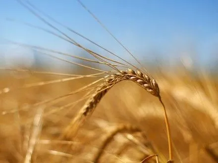 Минагрополитики прогнозирует рост экспорта зерна до 41,5 млн тонн в 2016/2017 МГ