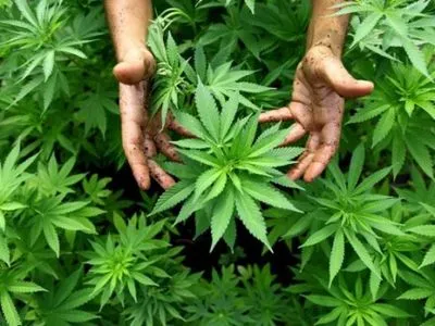 У Грузії скасували тюремне ув'язнення за вживання марихуани в малих дозах
