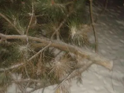Злоумышленники спилили елки в центре Днепра