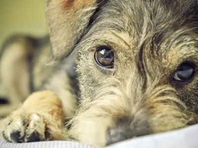 Поліція на Миколаївщині відкрила провадження за жорстоке поводження з собакою